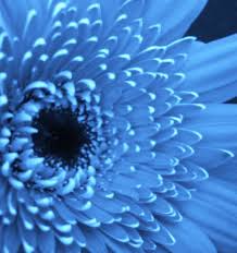 Real Black And Blue Flowers Beautiful Blue Flower Blue Flowers Blue Flower Pictures