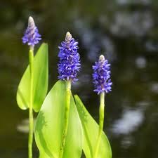 Image result for Pontederia