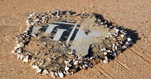 MH370 and the Sea Creatures That Opened a New Mystery