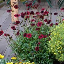 Pin On Garden
