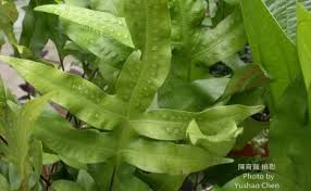 Image result for Microsorum scolopendria