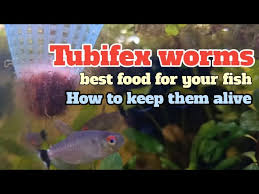 Vayinato® Eagle Freeze Dried Tubifex Worm, 100% Natural Aquarium Fish Food  For All Types Of Fish, Turtles, Reptiles, 100Ml -3.3 Oz | High Protein | No  Harm To Fish And Safe To