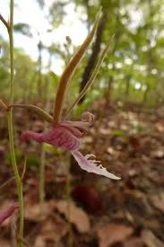 Image result for Eulophia livingstoneana