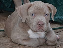 The puppies will be vaccinated, microchipped and registered at canine sa. Xxl Pitbull Puppies For Sale Near Me Nearmequest Com