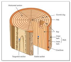 Cross Section Of A Tree Trunk Tree Trunk Wood Bark Cross Section