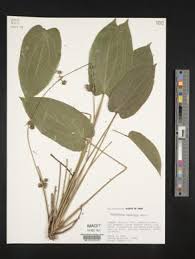 Image result for Limnophyton angolense