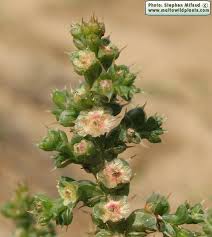 Image result for Salsola