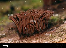 Image result for Stemonitis splendens