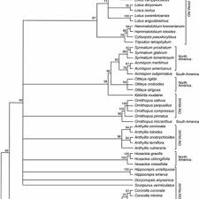 Image result for Antopetitia abyssinica