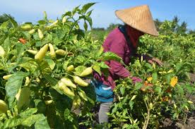 Lakukan penyiraman serta irigasi lahan secara benar · 4. Cara Menanam Cabe Dengan Resiko Kegagalan Rendah Budidayakita