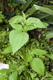 Image result for Galinsoga parviflora