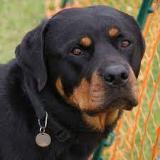 top 51 best dog breeds and what make them the best 110 dog breeds dogs best dogs