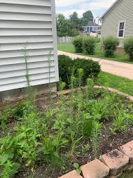 Image result for Hypertelis umbellata