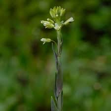 Image result for Turritis