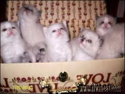 Free, two kittens, two cats, grey and white. Free Kittens Craigslist Online Shopping