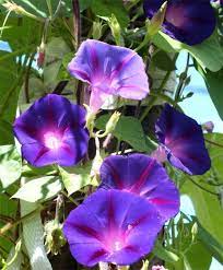 Grandpa Ott Morning Glory Morning Glories Vining Flowers Flowers Garden Seeds Garden Vines Flowering Vines Morning Glory
