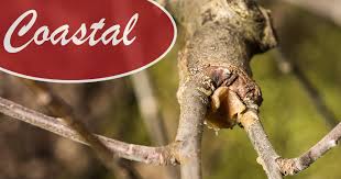 We did not find results for: How To Graft Your Fruit Trees