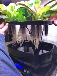 Though many tomato varieties are compatible with the aerogarden, others are too large. Giving It A Whirl Trimming The Roots Aerogarden