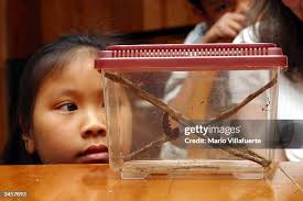 162 Lisa Mclean Stock Photos, High-Res Pictures, and Images