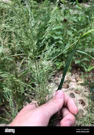 Image result for Eragrostis japonica