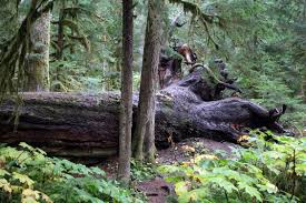 Search Out and Admire Old-Growth Trees