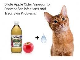 Pin On Pets Pets And More Pets
