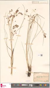 Image result for Eragrostis sclerantha