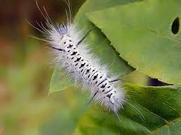 Black And Yellow Striped Caterpillar Poisonous Don T Let Your Kids Play With This Caterpillar Poisonous Bugs Poisonous Caterpillars Caterpillar Caterpillar Insect