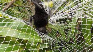 While the net is built to keep birds out, you'll still need to be able to get in to pick or tend to your plants. Gardeners To Face Backyard Blitz On Netting With New Laws Proposed To Protect Wildlife Abc News