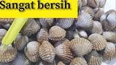 Teknik pembersihan kerang yang tepat dapat memastikan bahwa kerang sehat dan lezat untuk anda makan. Cara Cuci Kerang Betul Dan Mudah Youtube