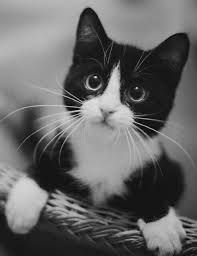 Black And White Tuxedo Cats For Sale Pin Su Power Rangers