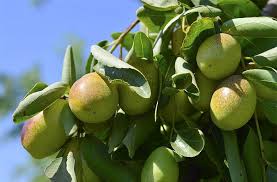 Jojoba What Is Jojoba Benefits Of Jojoba Jojoba Oil Hair Coconut Oil Skin Care Coconut Oil Moisturizer
