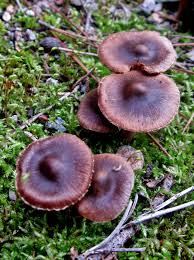 Image result for Inocybe sp.