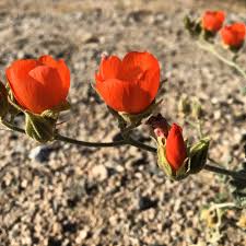 In 2005, the rains were of course, death valley has lots of other scenery, but the flowers mostly added to it. 10 Places To See Spring Wildflowers In Socal