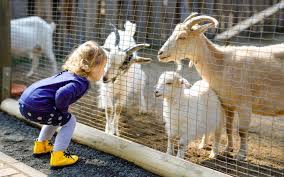 Where there is something for all ages! Best Petting Zoos In Dubai Desert Oasis Camel Farm More Mybayut