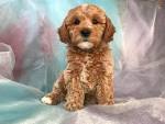 Cockapoo Colours (Pictures, Brown, Chocolate, Red, Black)