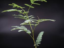 Image result for Elephantorrhiza suffruticosa