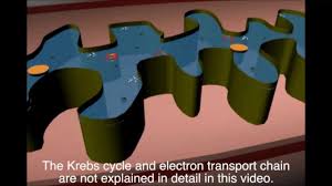 Mitochondria are specialized structures found in cells. Mitochondria The Powerhouse Of The Cell Youtube