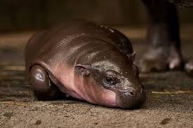 It has been 14 years since a baby pygmy. Baby Pygmy Hippo Unp Me