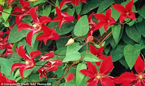 Leaves, branches and seeds were used as a medicine. The Rose Of Texas Actually It S A Clematis First Bred In Texas But It Ll Give Stunning Bell Shaped Blooms All Summer Daily Mail Online