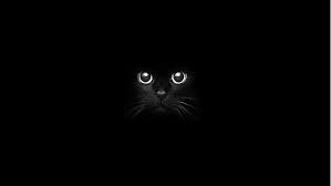 Ribuan gambar baru setiap hari sepenuhnya gratis untuk digunakan video dan gambar berkualitas tinggi dari pexels. Black Cat 1080p 2k 4k 5k Hd Wallpapers Free Download Wallpaper Flare