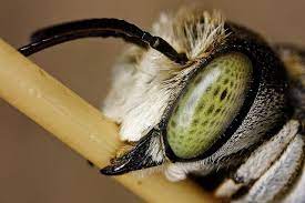 The Other Bees Macro Photography Bugs And Insects Macro Lens