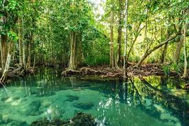 Buaya memang menjadi salah satu binatang yang berbaya bagi manusia namun ada saja manusia yang berani melakukan interaksi dengan buaya. Pengelolaan Wilayah Hutan Bakau Di Pesisir Laut Dengan Penginderaan Jauh Kumparan Com