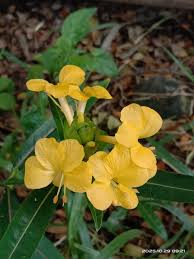 Image result for Barleria lancifolia