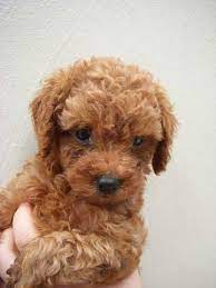 Free Dogs For Sale Poodles Toy Poodle Puppies For Sale Adoption From Johor Sekudai Adpost Com Toy Poodle Puppies Poodle Puppies For Sale Poodle Puppy