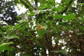 Image result for Smilacaceae