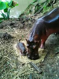 Skip the queue and book your admission tickets directly with us. Hip Hip Hippo Zoo Taiping Welcomes New Hippo Calf To Family