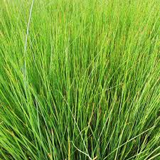 Image result for Juncus