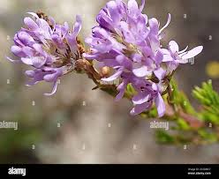 Image result for Selago cecilae