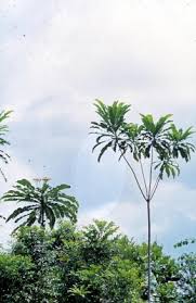 Image result for Anthocleista